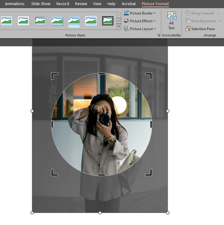How to crop a picture in a circle in PowerPoint